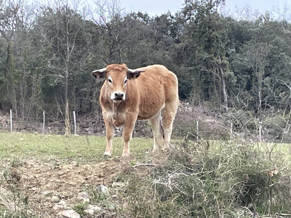boeuf